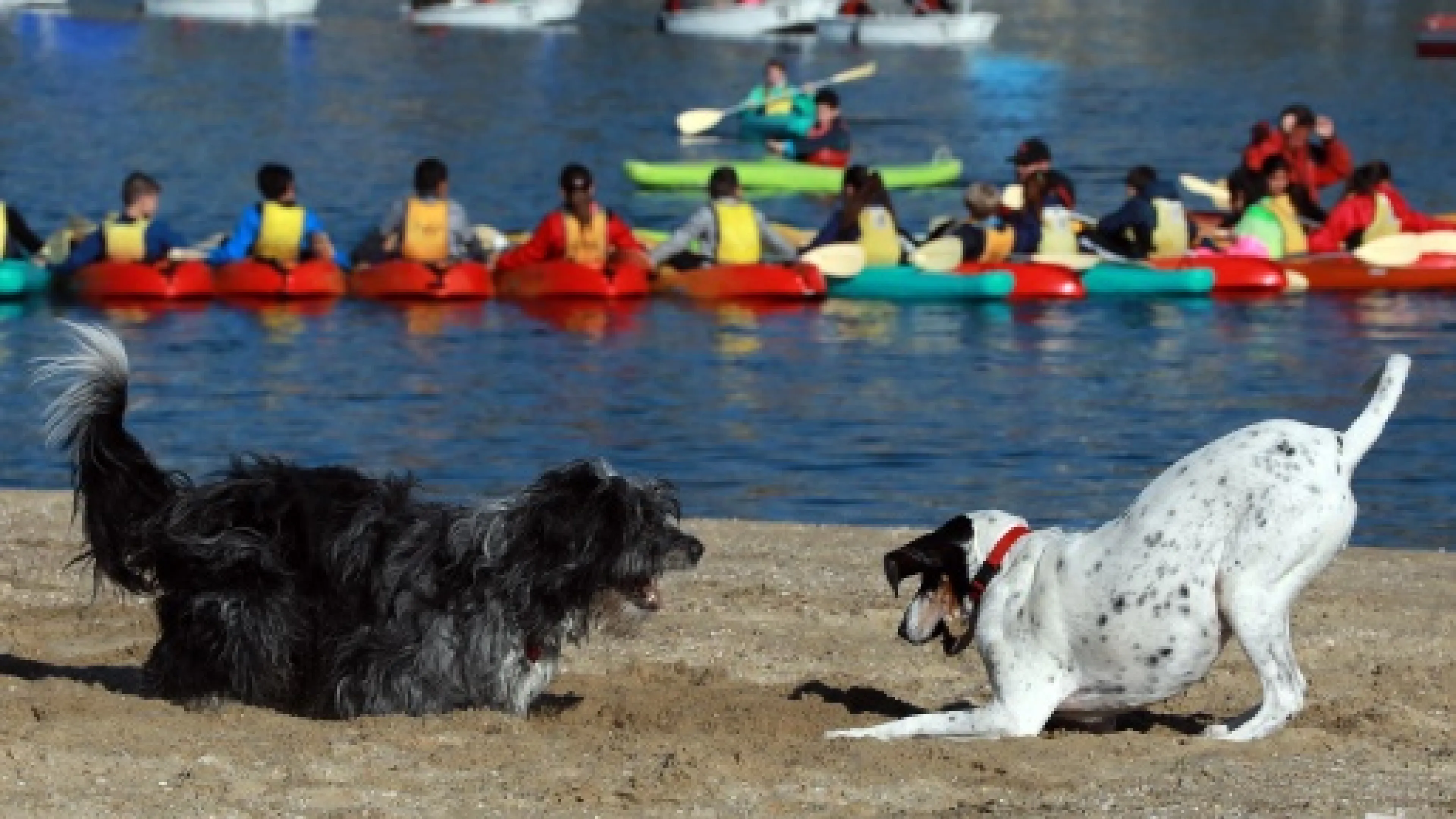 chiens au bord de l'eau