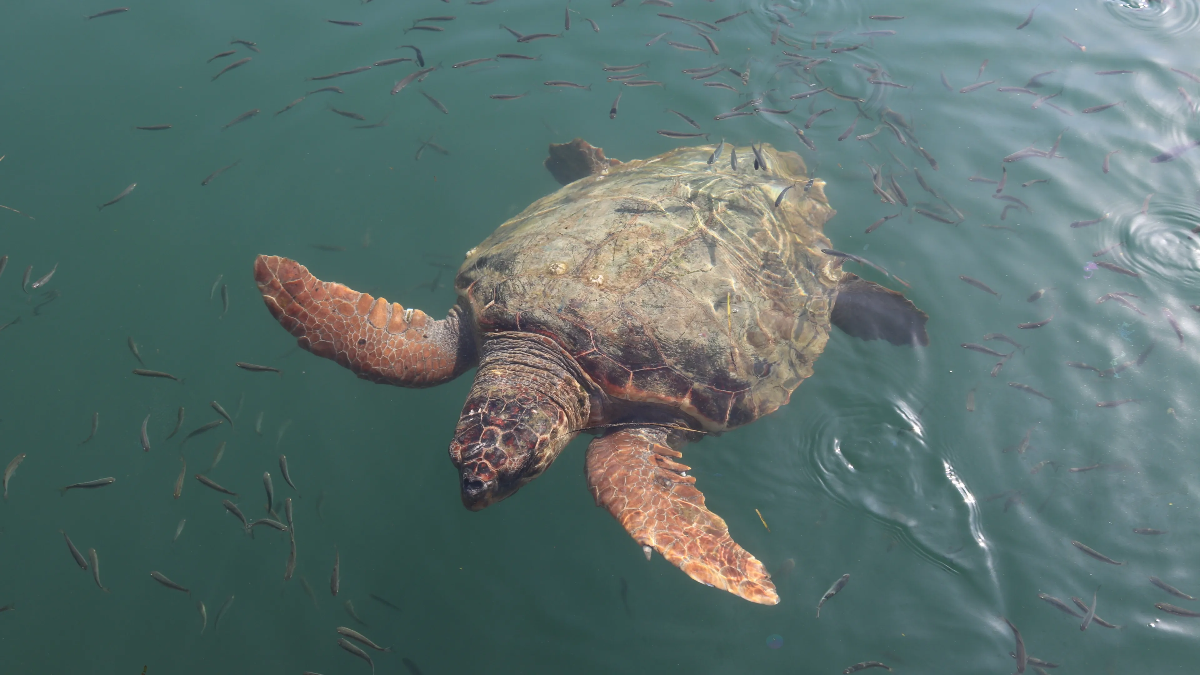 Tortue caouanne