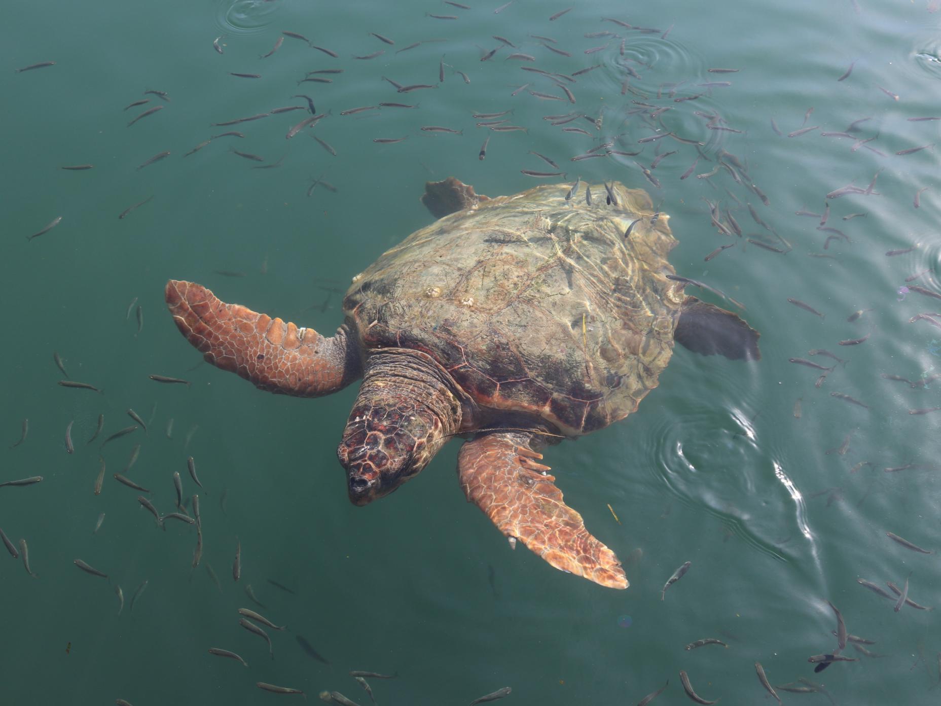 Tortue caouanne