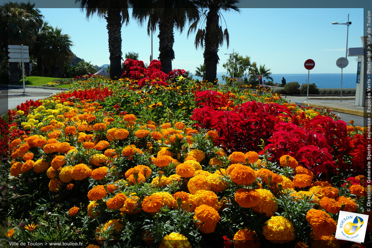 Toulon en fleurs | Site officiel de la ville de Toulon